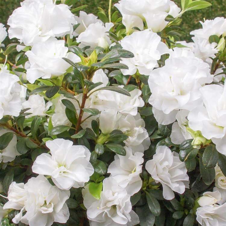 Azalea Blanco Seeds 
