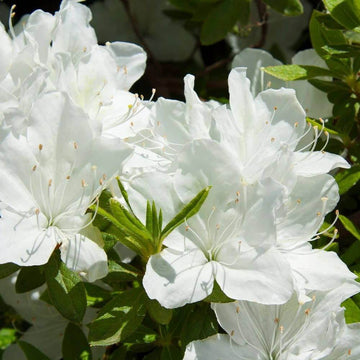 Azalea Blanco Seeds 
