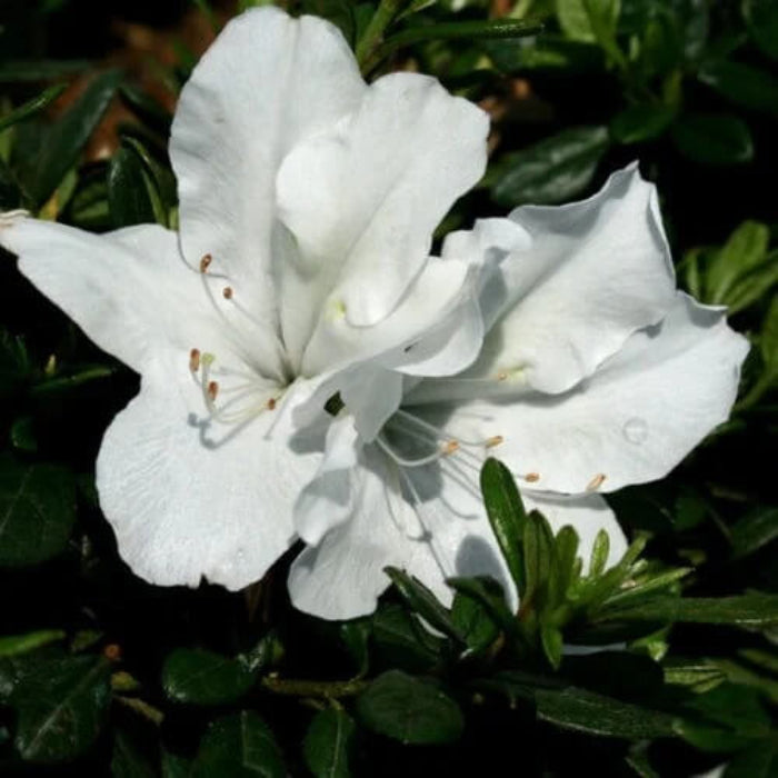 Azalea Blanco Seeds 