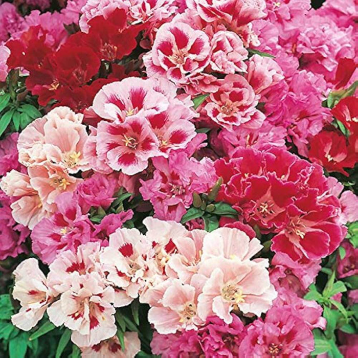 Azalea Flower Seeds Multicolor Seeds