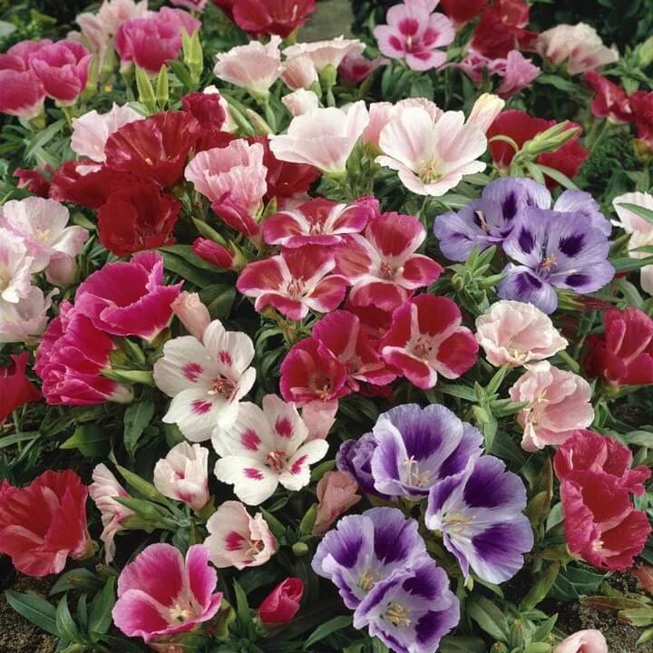 Azalea Flower Seeds Multicolor Seeds