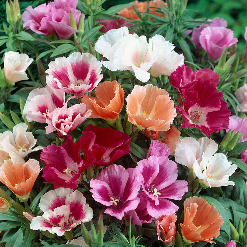 Azalea Multi-Colored Seeds