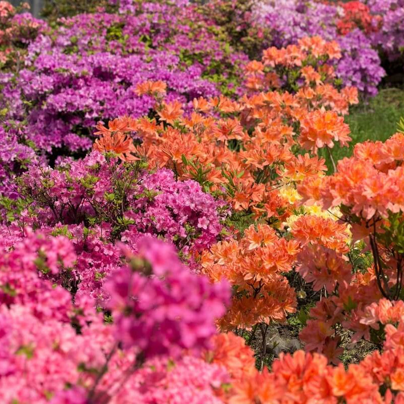 Azalea Multi-Colored Seeds