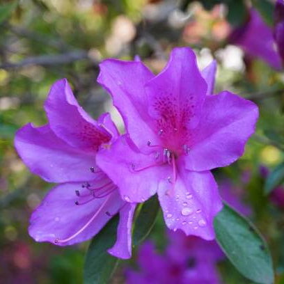 Azalea Seeds – Purple 
