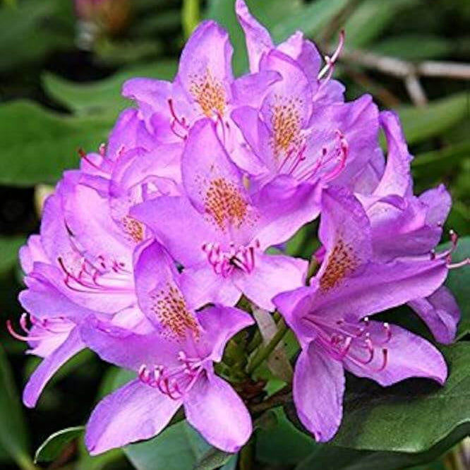 Azalea Seeds – Purple 