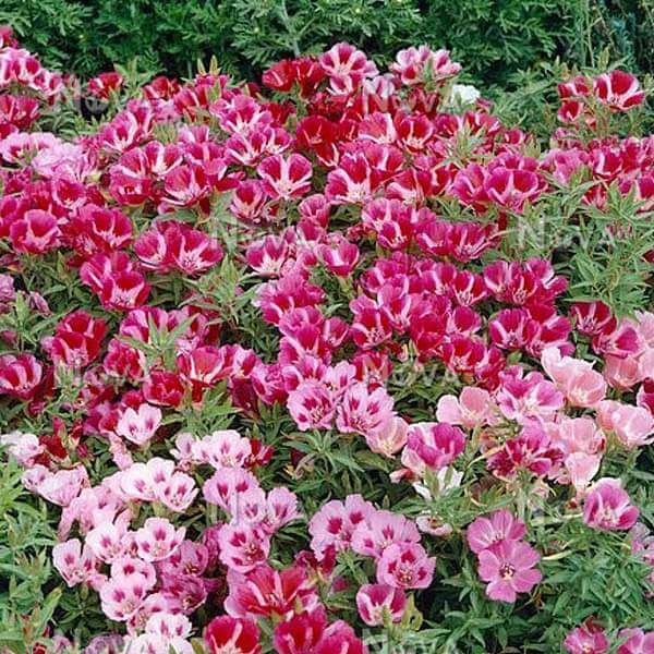 Azalea Seeds – Rare