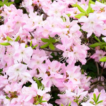 Azalea Seeds – Royal
