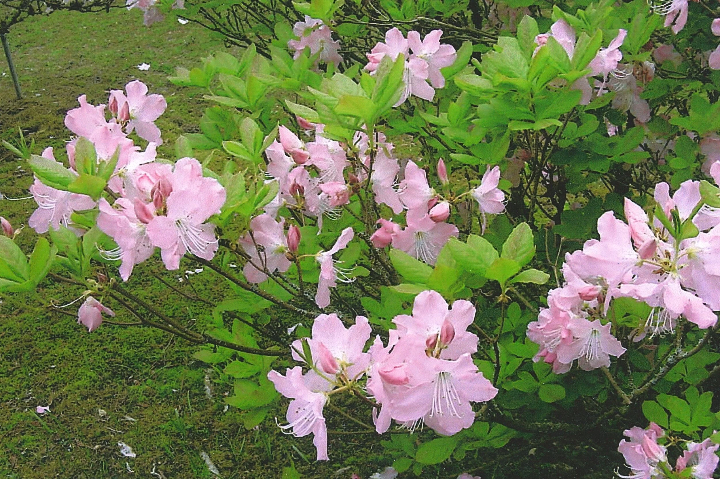 Azalea Seeds – Royal
