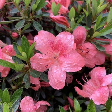 Azalea Seeds