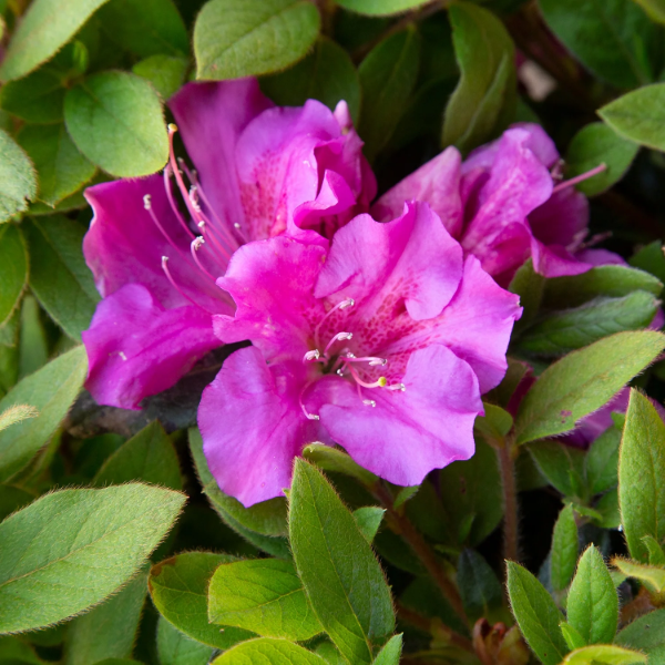 Azalea Seeds – Autumn Royalty
