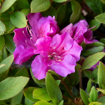 Azalea Seeds – Autumn Royalty
