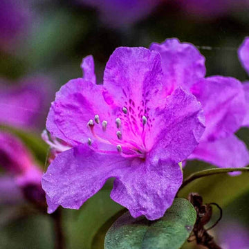 Azalea Seeds – Purple 