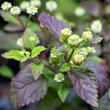 Aztec Sweet– Lippia Dulcis
