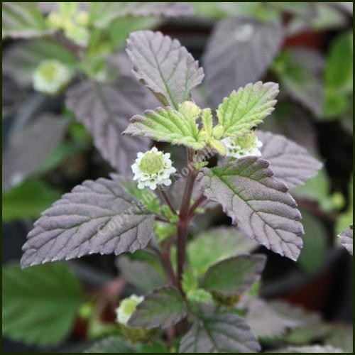 Aztec Sweet– Lippia Dulcis
