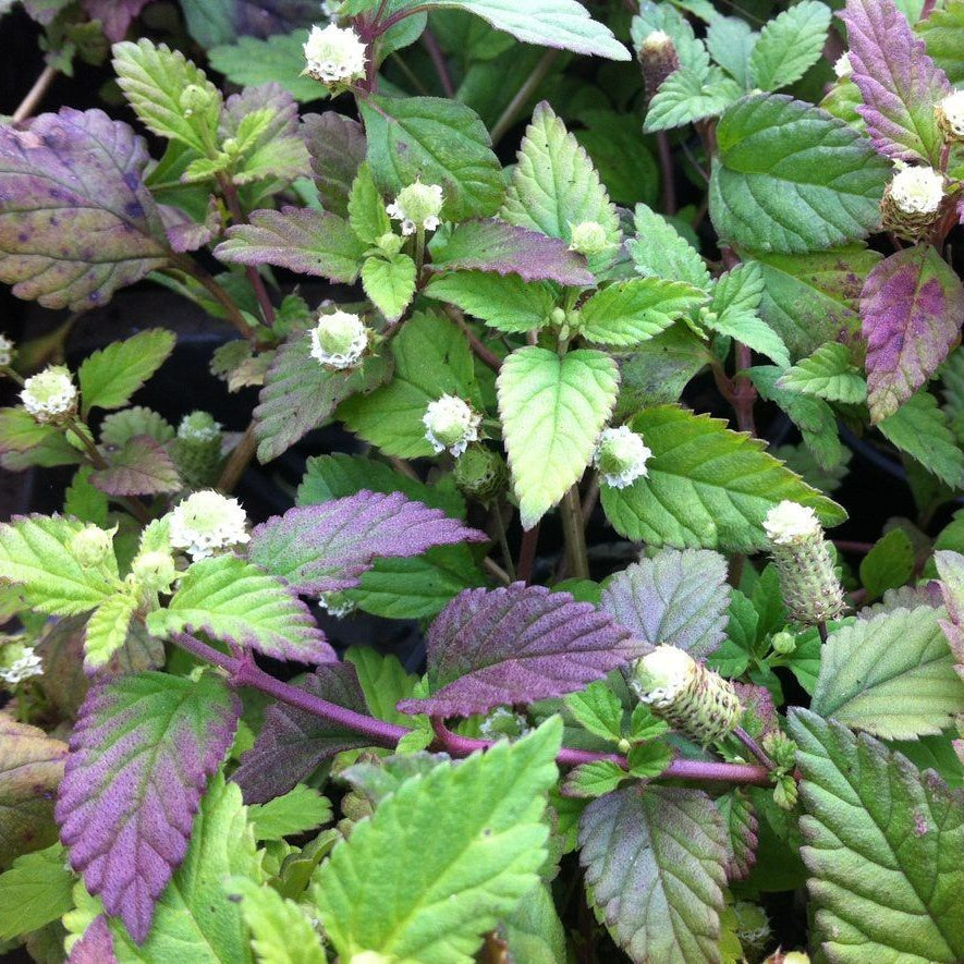 Aztec Sweet– Lippia Dulcis
