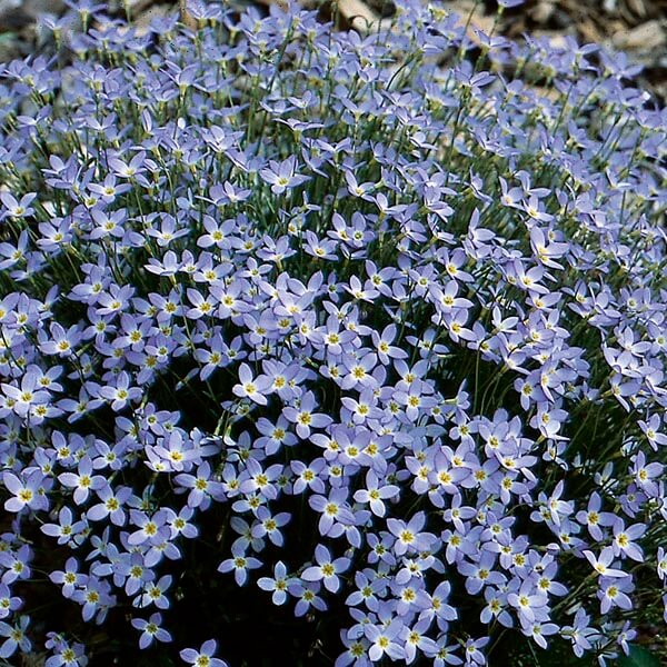 Azure Bluets Seeds