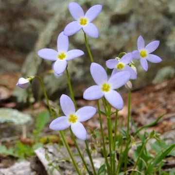 Azure Bluets Seeds