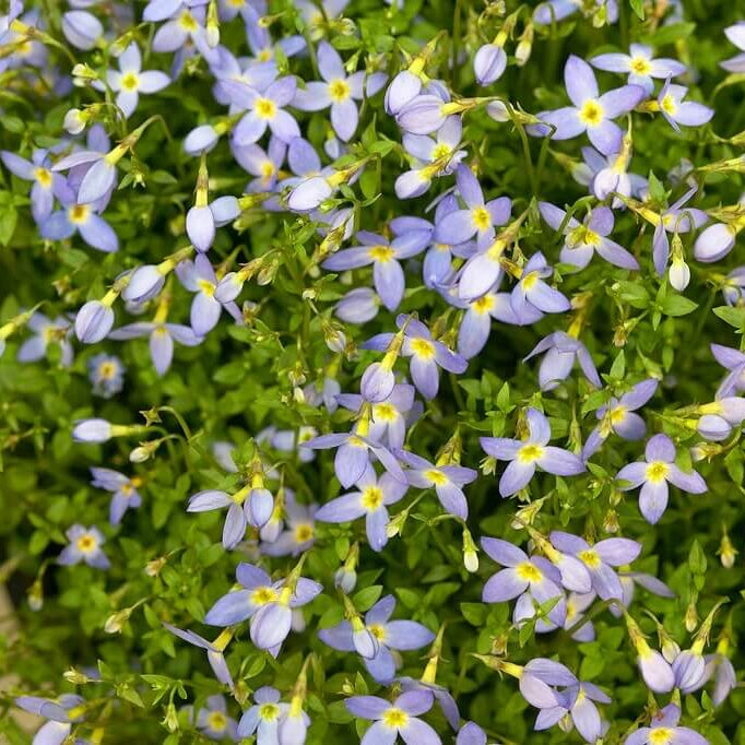 Azure Bluets Seeds