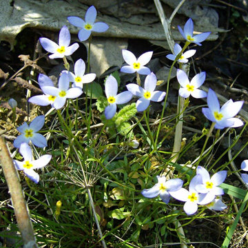 Azure Bluets Seeds