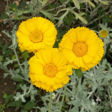 Marigold Seeds – Desert