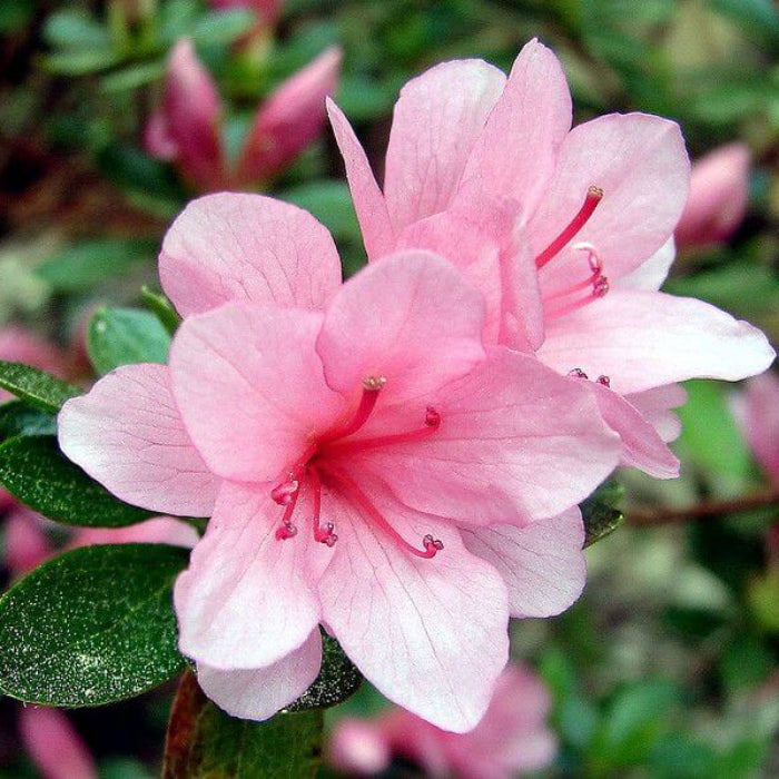Baby Pink Azalea Seeds