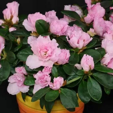 Baby Pink Azalea Seeds