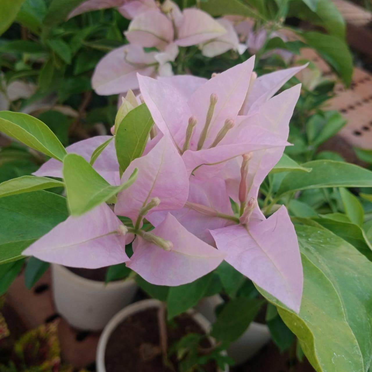 Baby Pink Bougainvillea Seeds - Flower Plant