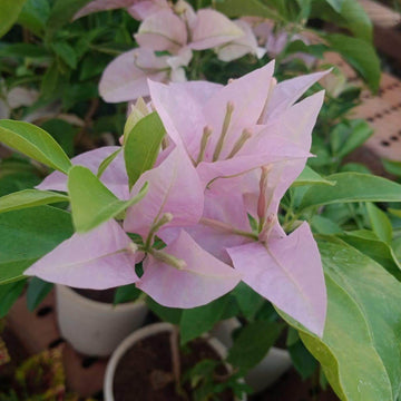 Baby Pink Bougainvillea Seeds - Flower Plant