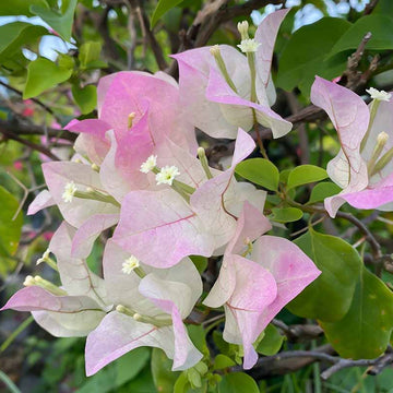 Baby Pink Bougainvillea Seeds - Flower Plant
