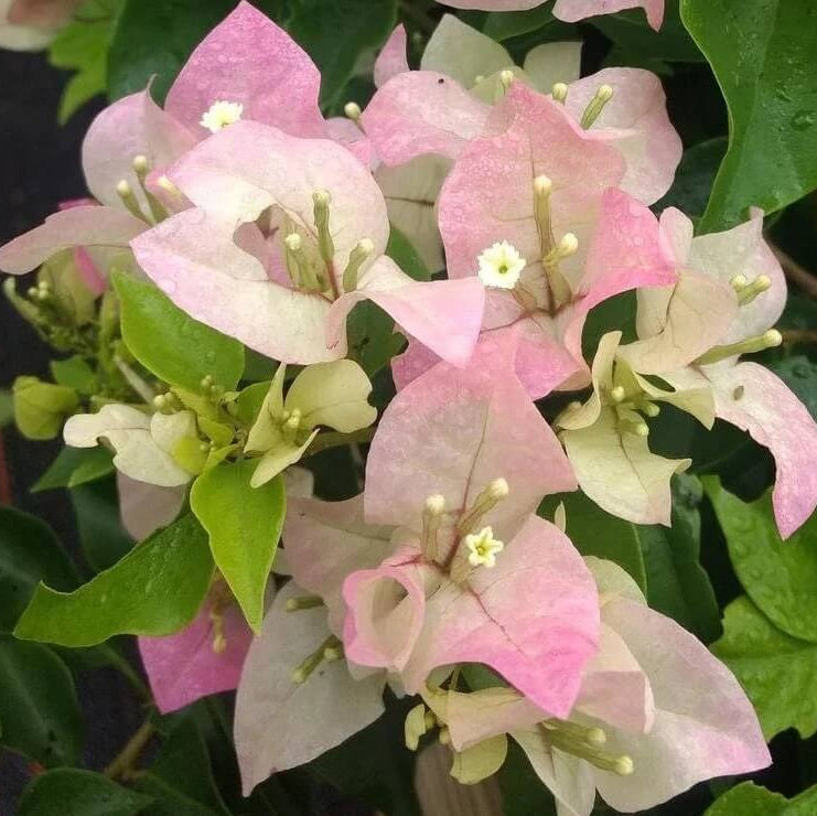 Baby Pink Bougainvillea Seeds - Flower Plant