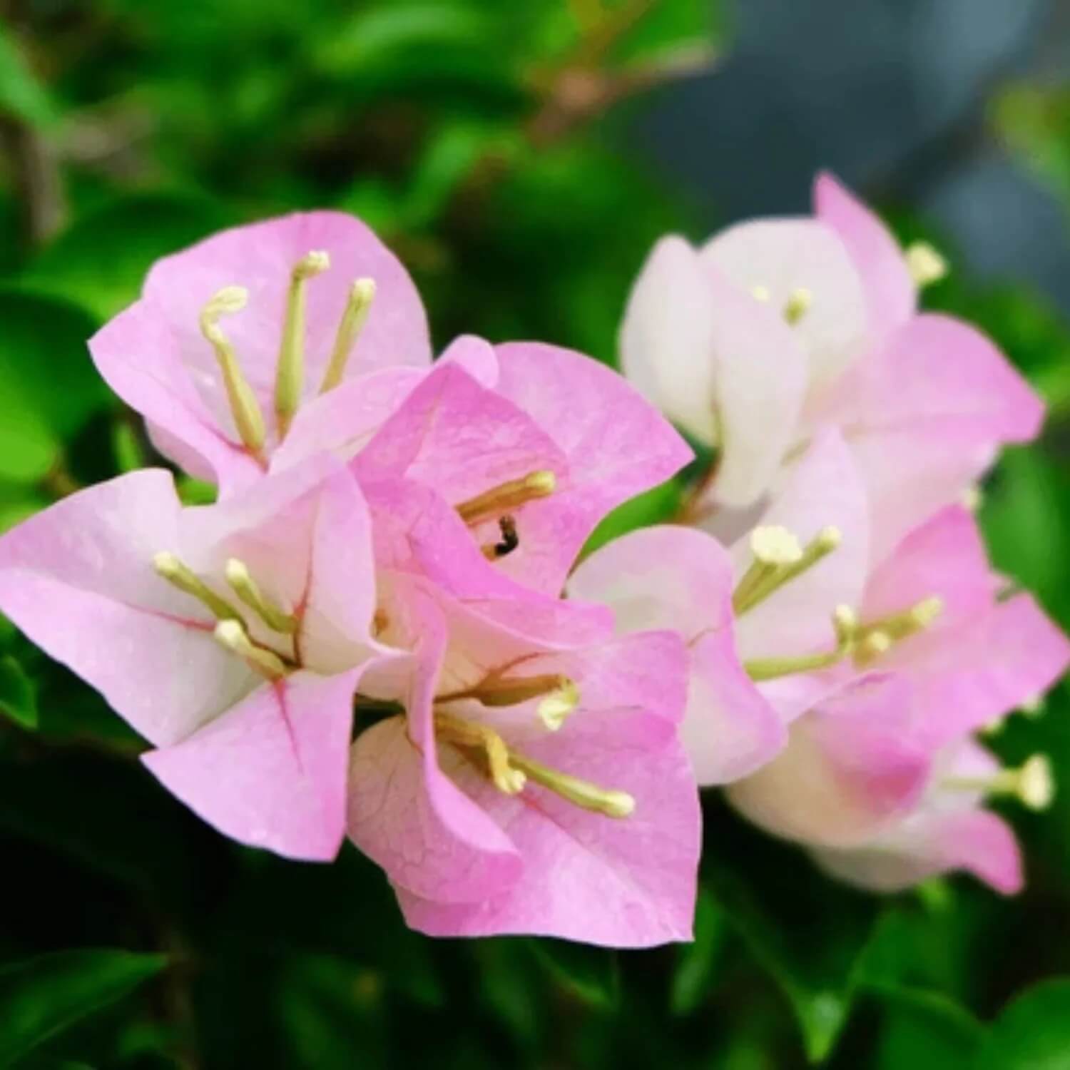 Baby Pink Bougainvillea Seeds - Flower Plant