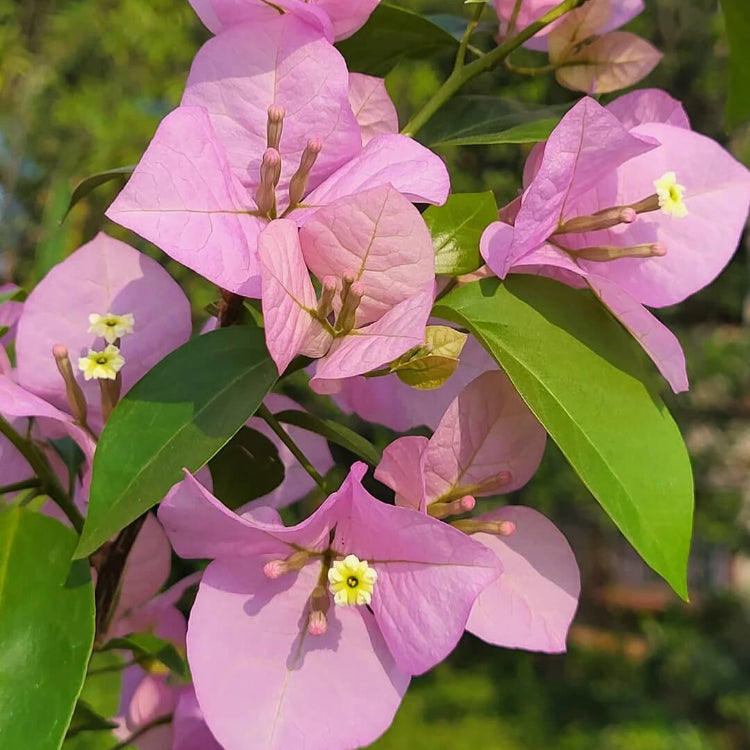 Baby Pink Bougainvillea Seeds - Flower Plant