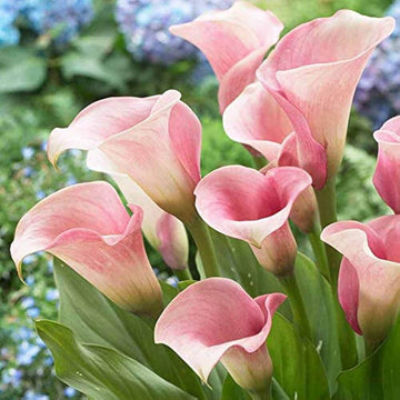 Baby Pink Calla Lily Seeds 
