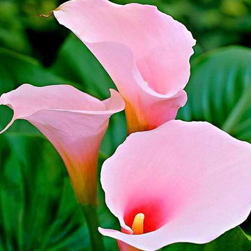 Baby Pink Calla Lily Seeds 