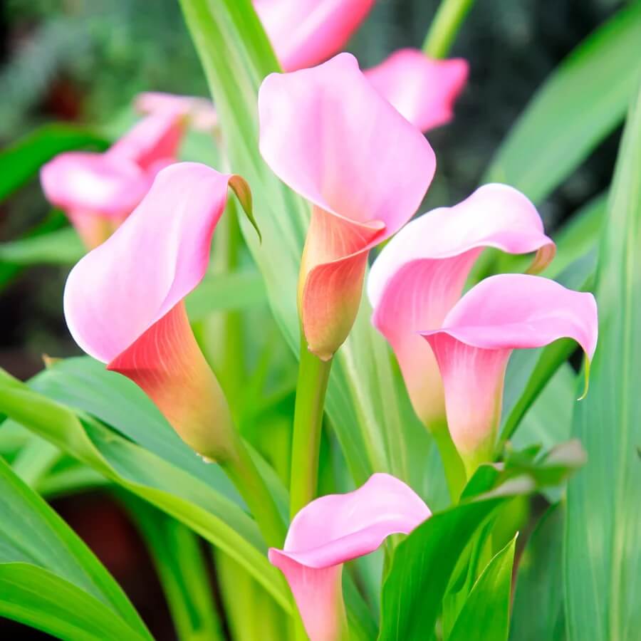 Baby Pink Calla Lily Seeds 