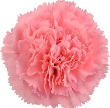 Baby Pink Carnation