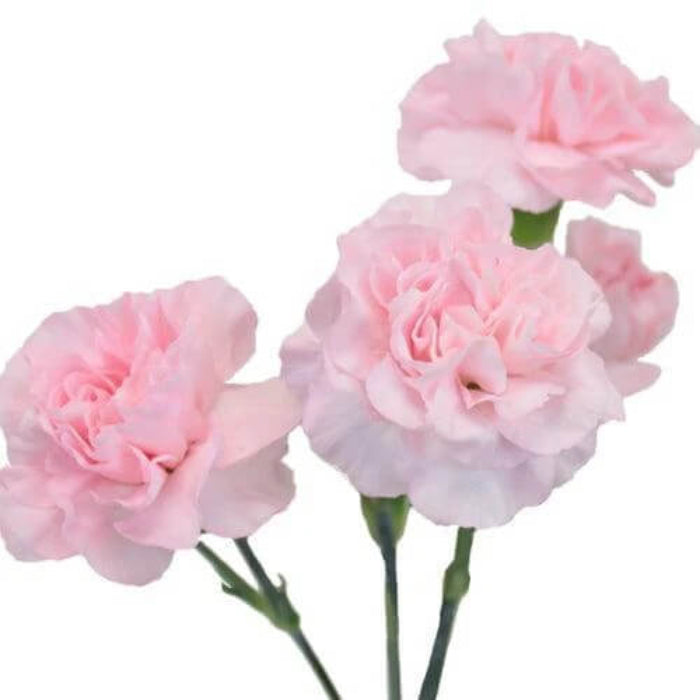 Baby Pink Carnation