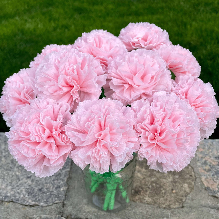 Baby Pink Carnation