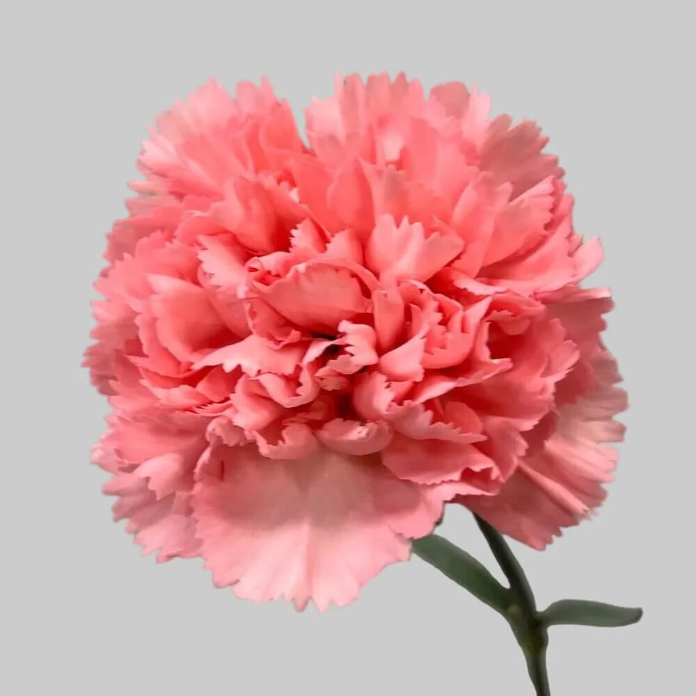 Baby Pink Carnation