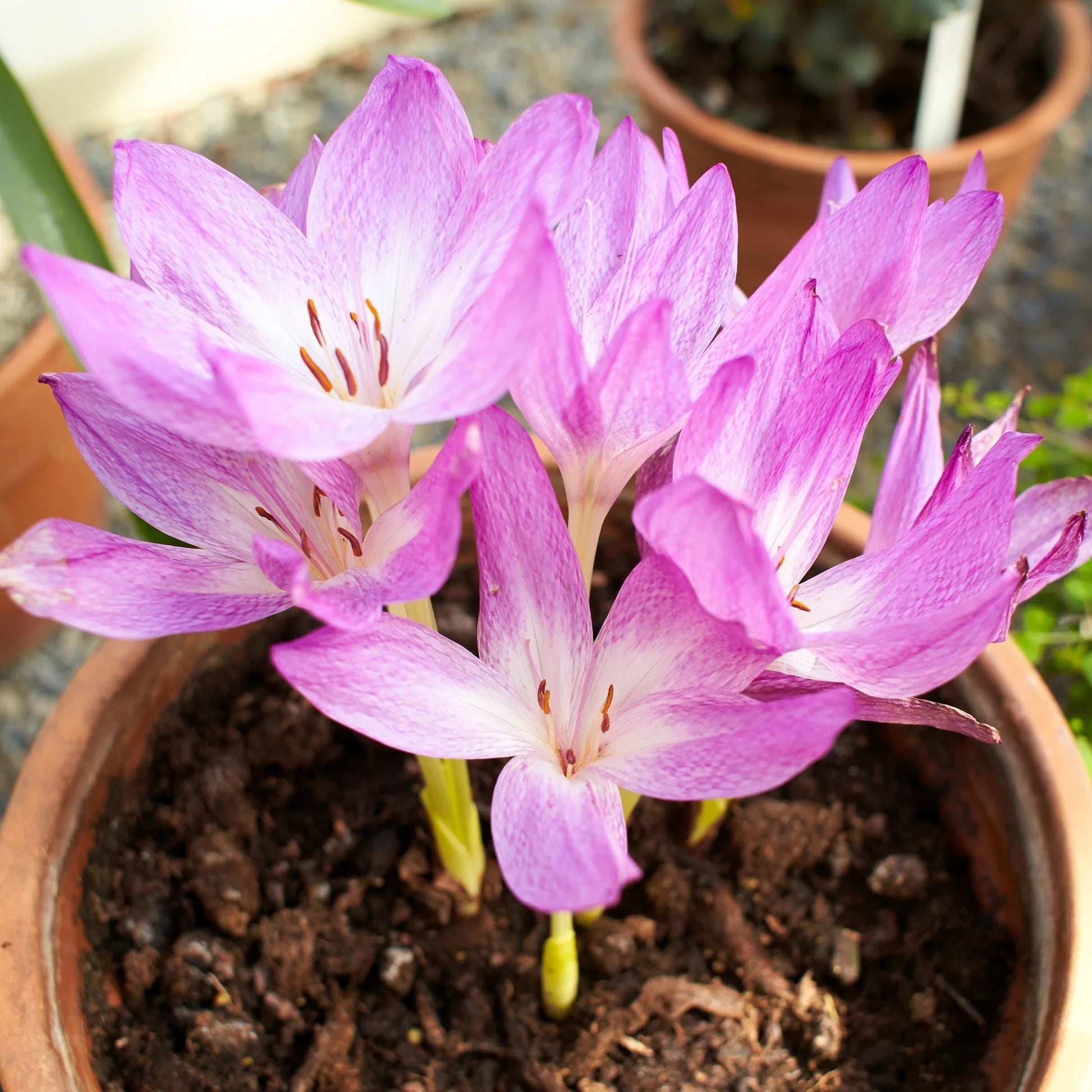 Baby Pink Crocus Seeds 