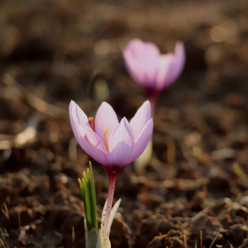 Baby Pink Crocus Seeds 