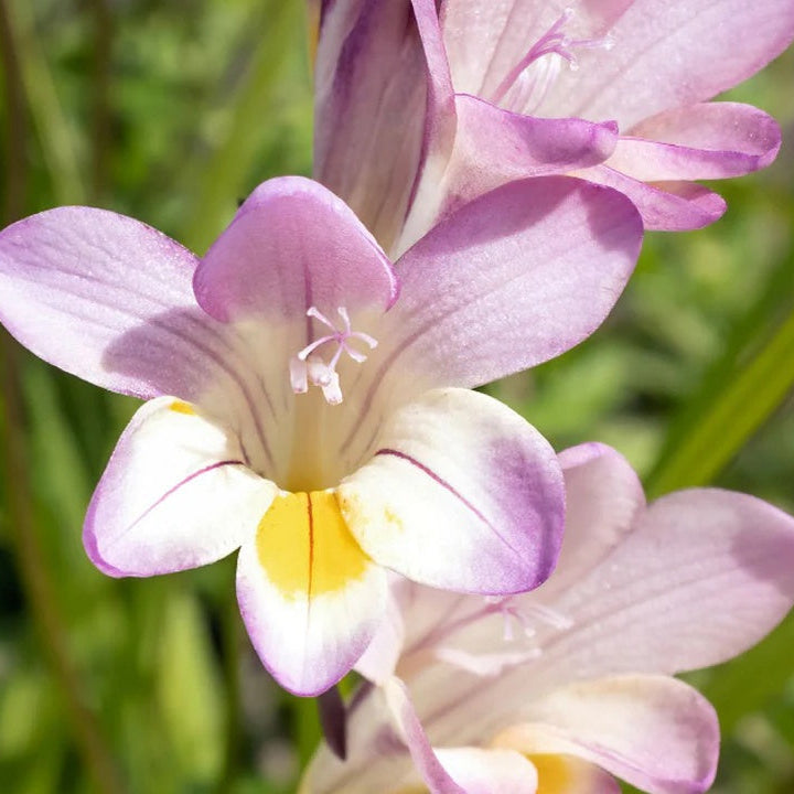 Baby Pink Crocus Seeds 