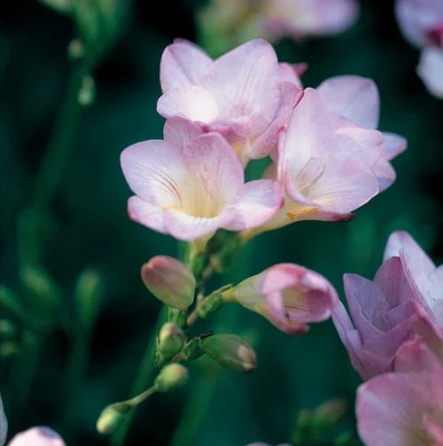 Baby Pink Crocus Seeds 