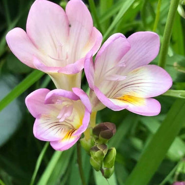 Baby Pink Crocus Seeds 