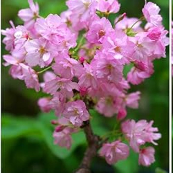 Baby Pink Simsii Bonsai Azalea Seeds 