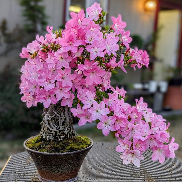Baby Pink Simsii Bonsai Azalea Seeds 