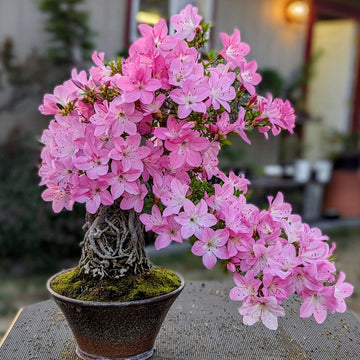 Baby Pink Simsii Bonsai Azalea Seeds 