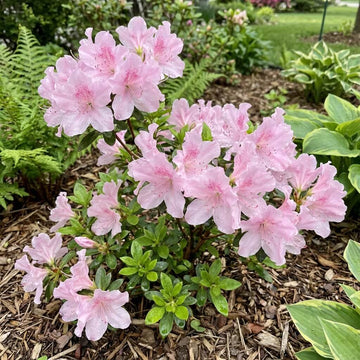 Baby Pink Simsii Bonsai Azalea Seeds 