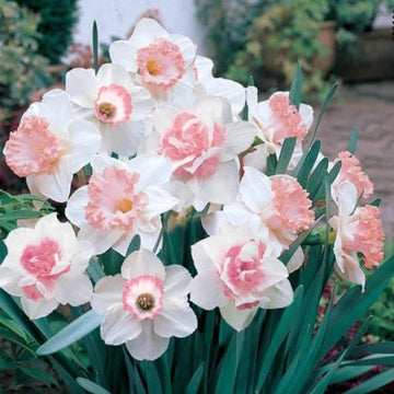 Baby Pink White Daffodil Seeds 