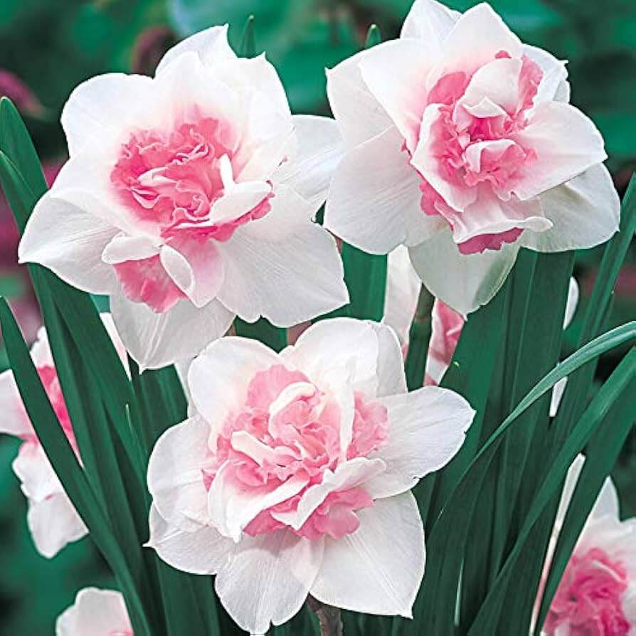 Baby Pink White Daffodil Seeds 